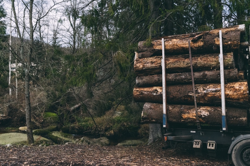 A stack of large tree logs loaded on a flatbed truck parked in a dense forest. The scene is dominated by trees with leafless branches and some evergreen foliage, suggesting a winter or early spring setting. The ground is covered with dry leaves and twigs, and a small stream can be seen running through rocks in the background.