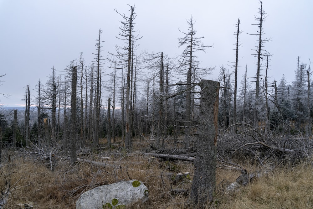 bare trees on rocky ground under white sky during daytime