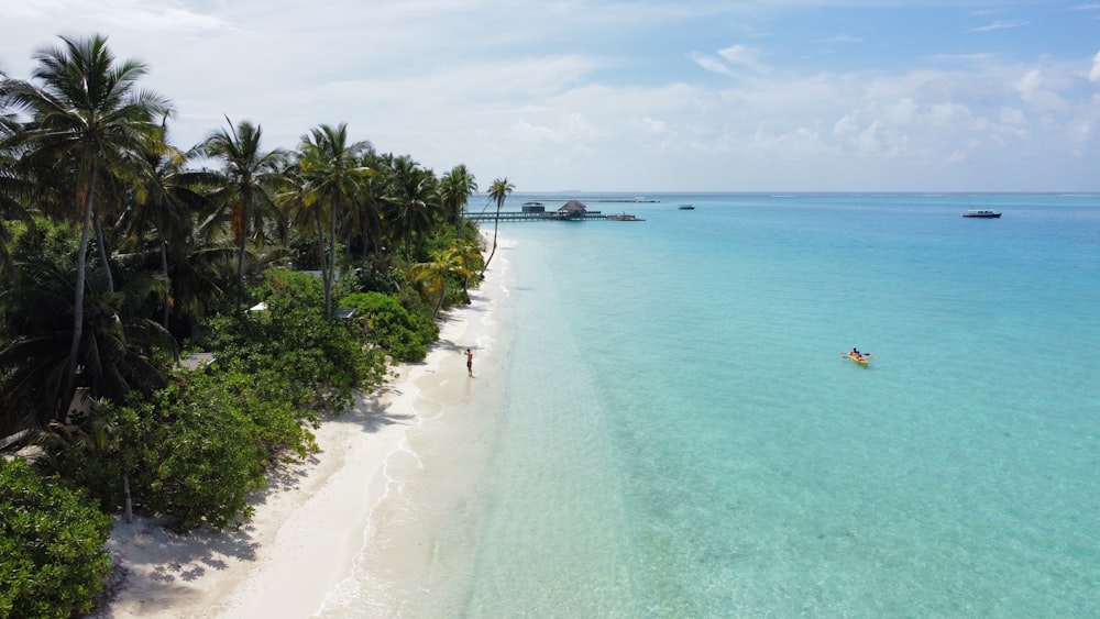 green palm trees near body of water during daytime