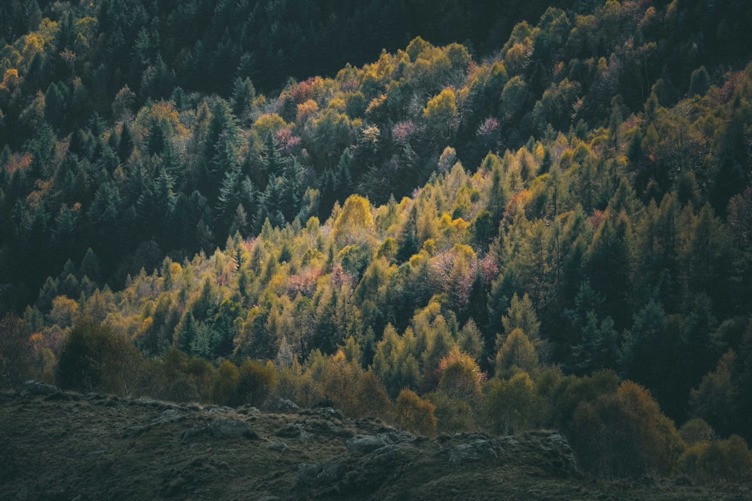 yellow and green trees on hill during daytime