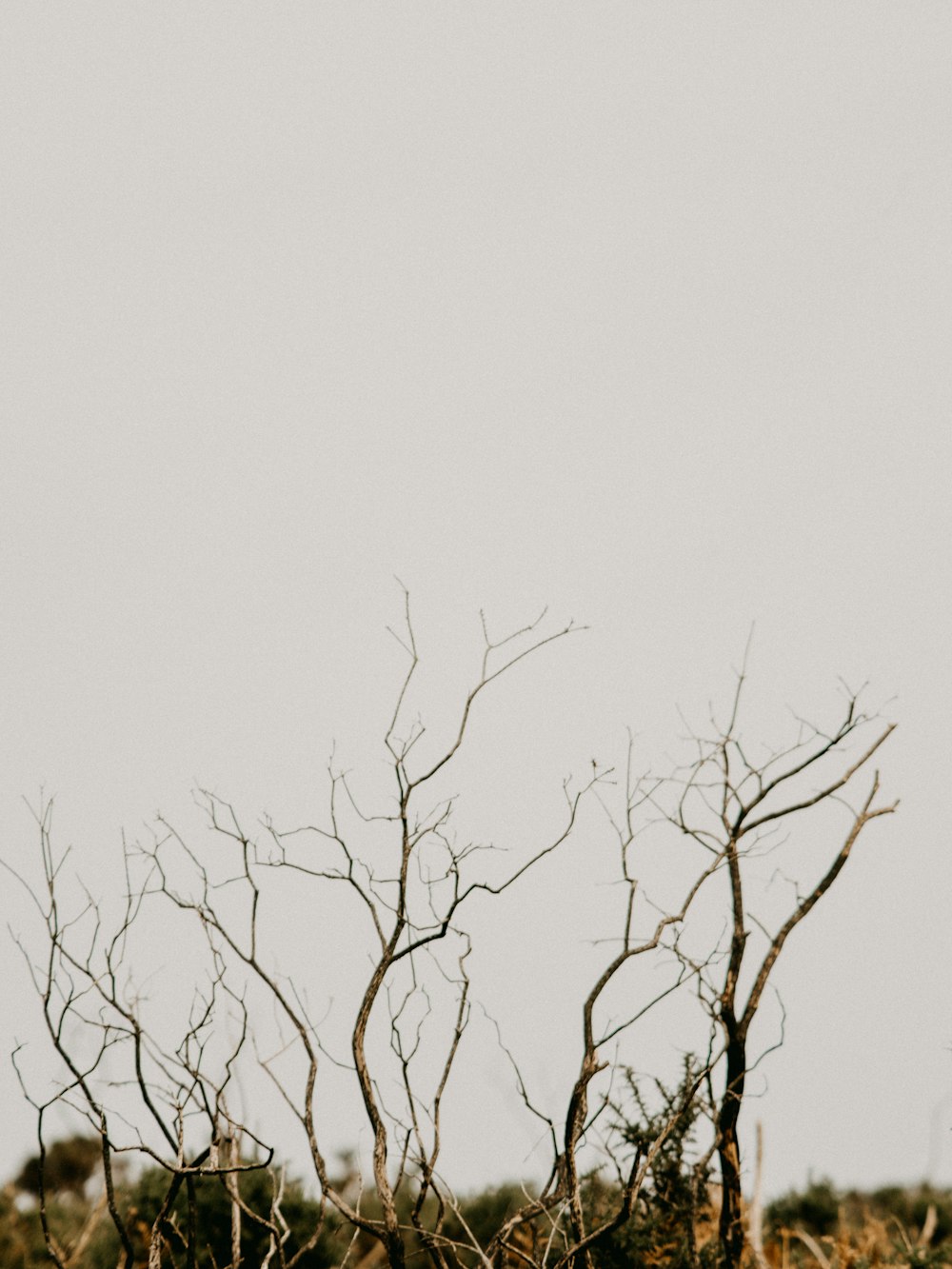 leafless tree under white sky