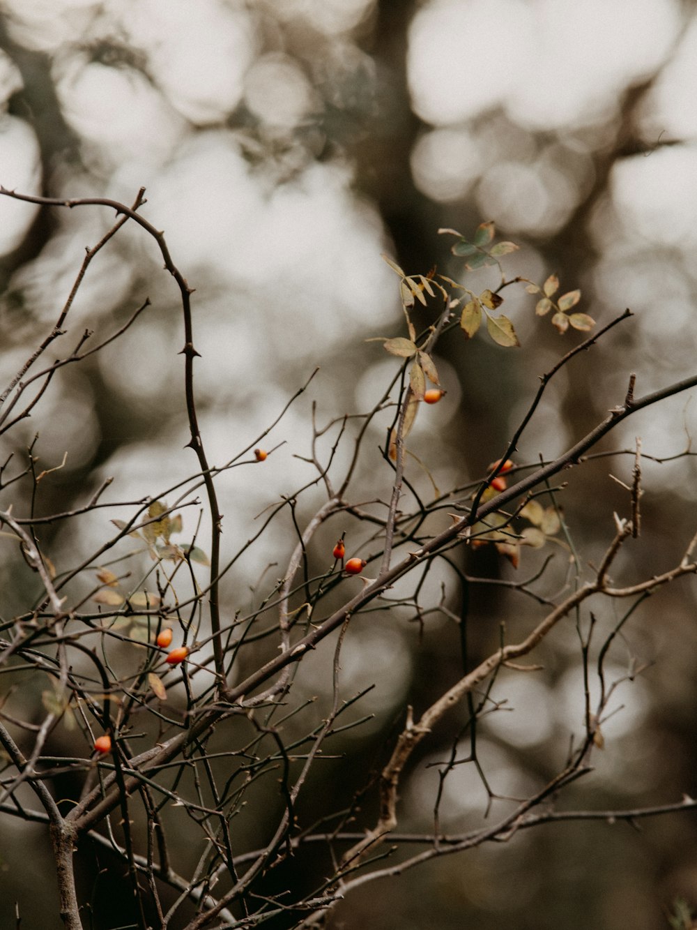 green and red leaves on brown tree branch