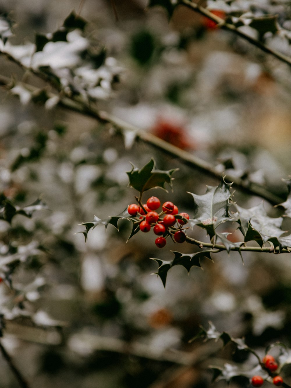 frutti rotondi rossi sul ramo dell'albero