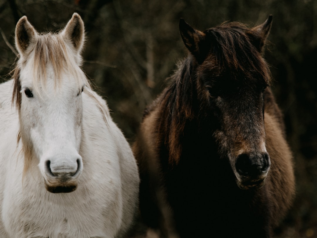 brown and white horse on brown grass field during daytime