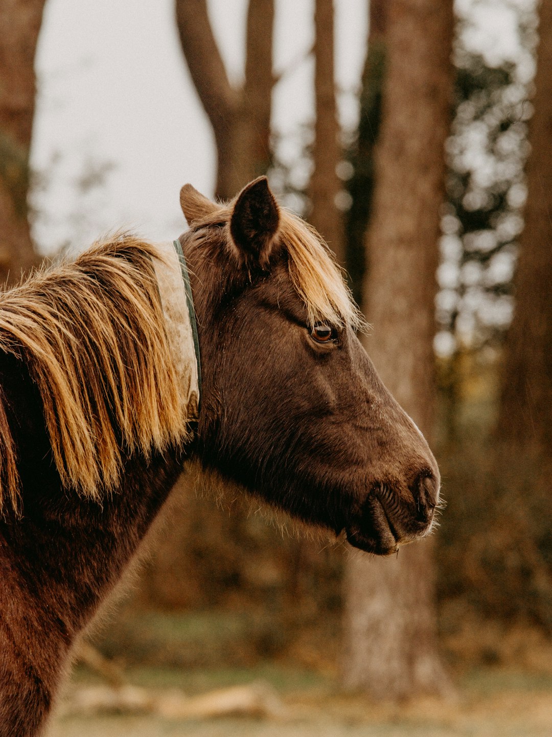 brown horse in tilt shift lens