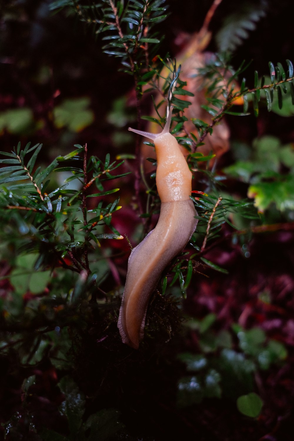 red and brown chili pepper