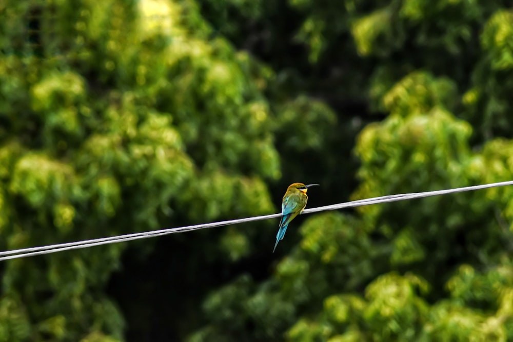 blue and brown bird on black wire during daytime