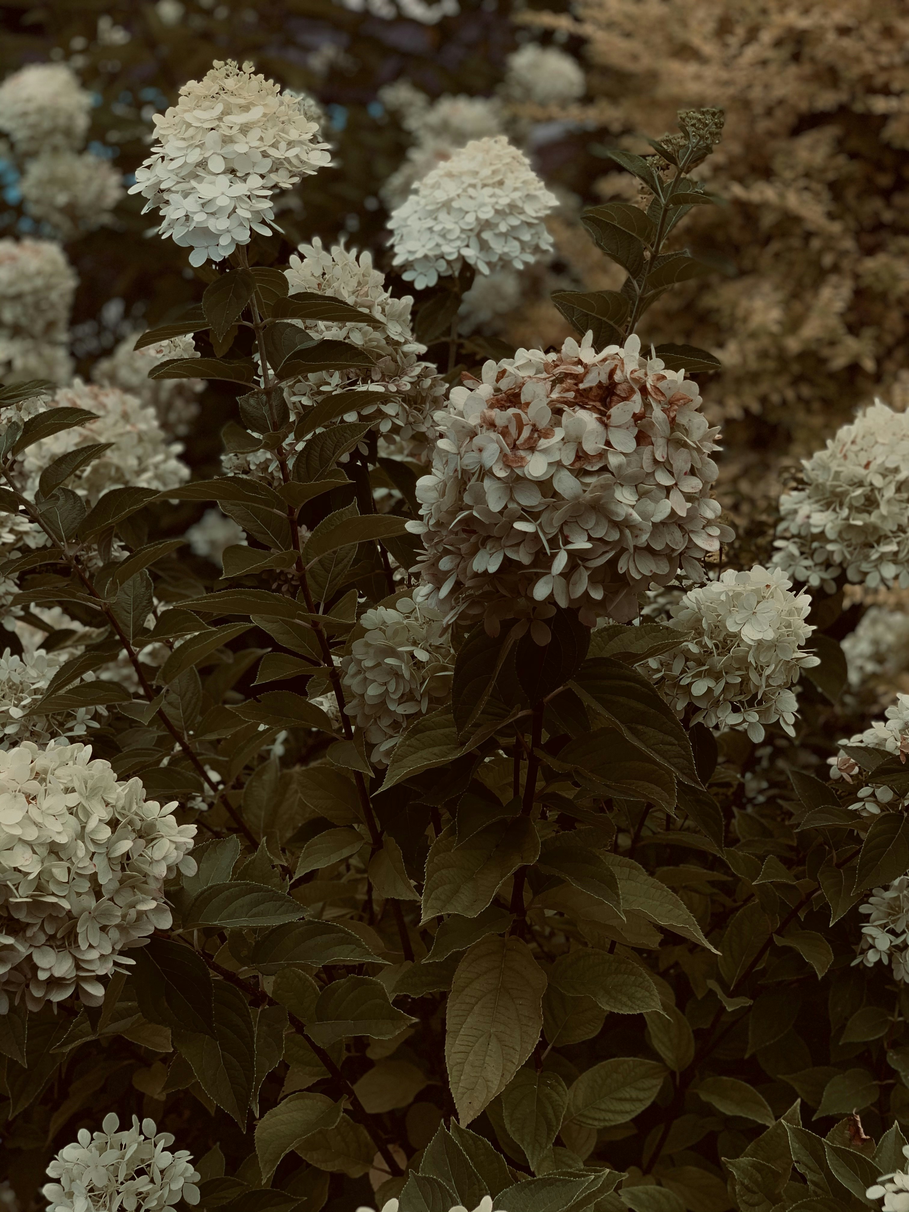 Photo by hajithepoet