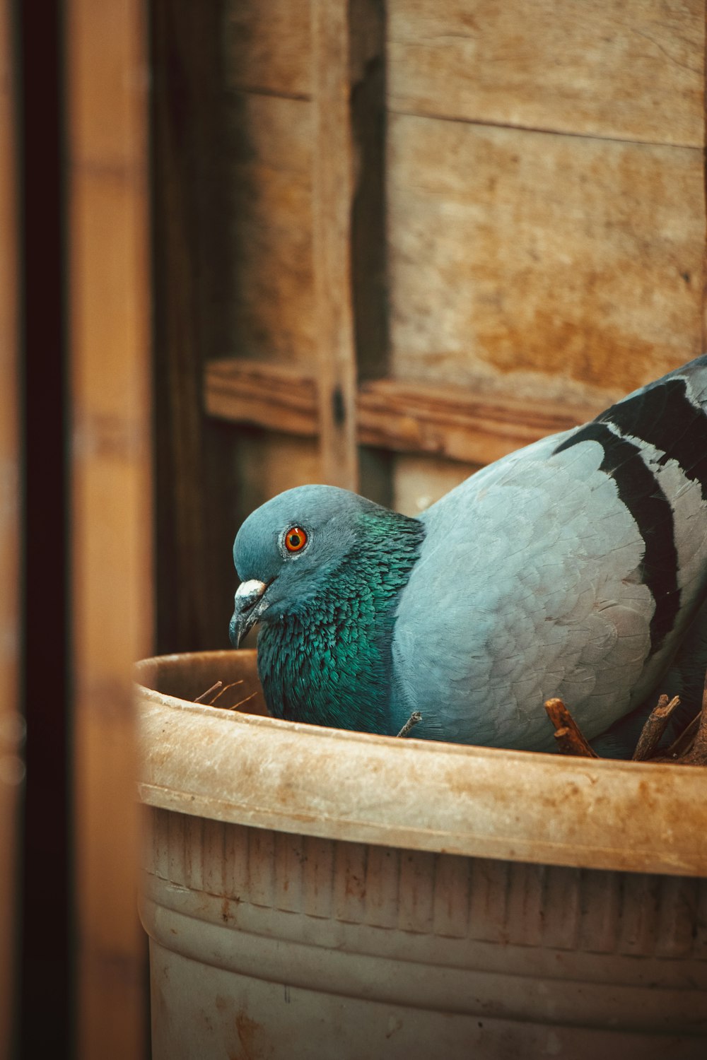 blue and white bird on brown wooden pot