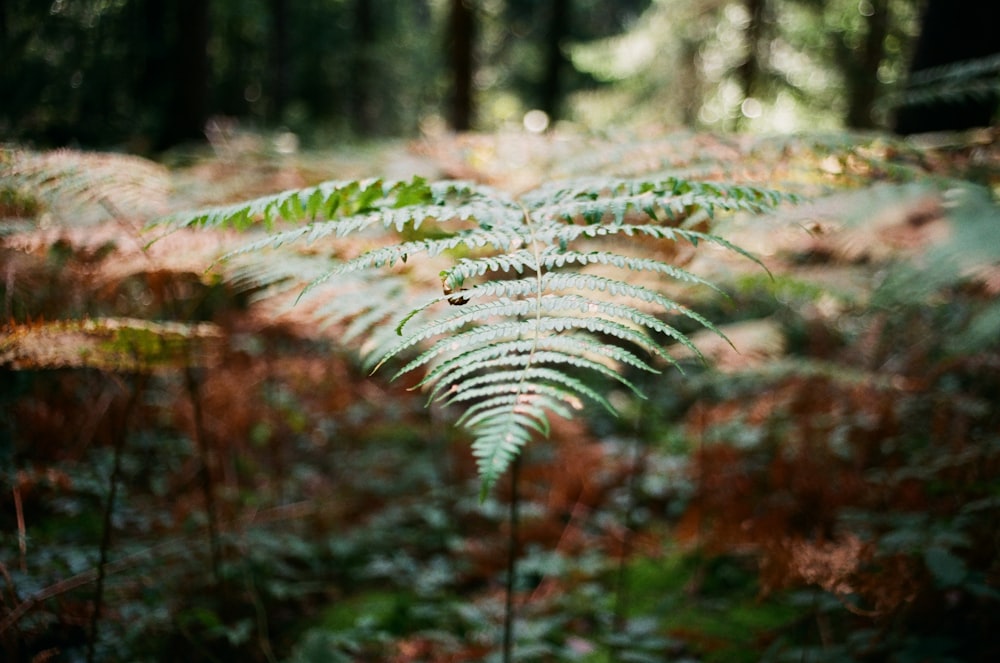 green fern plant in close up photography