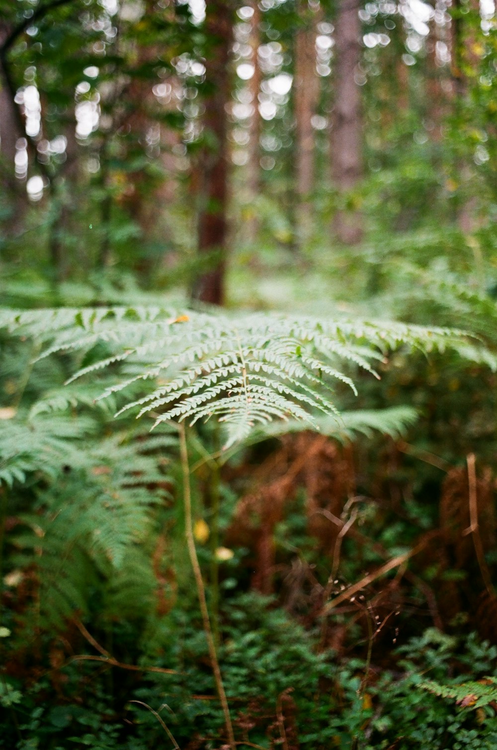 green fern plant in forest during daytime