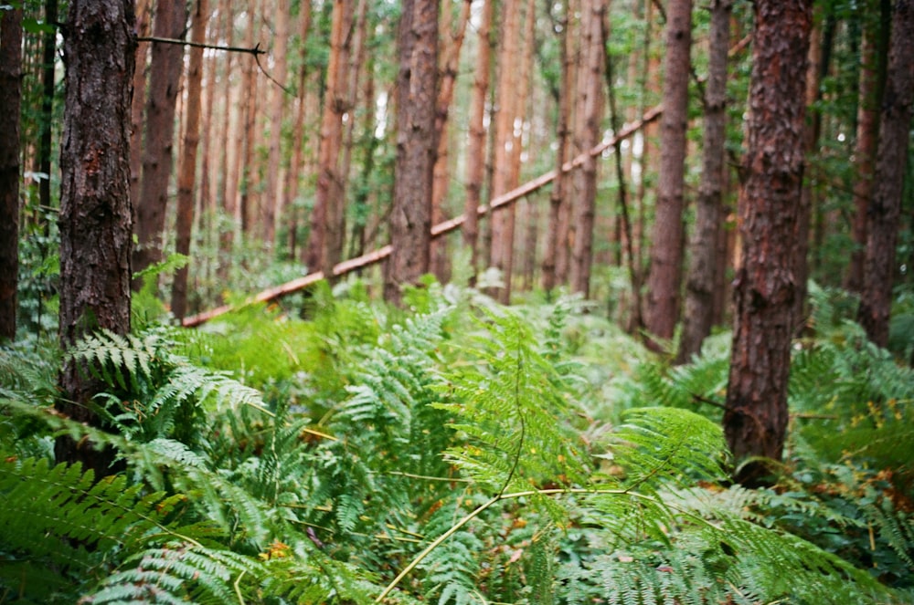 green plants and trees during daytime