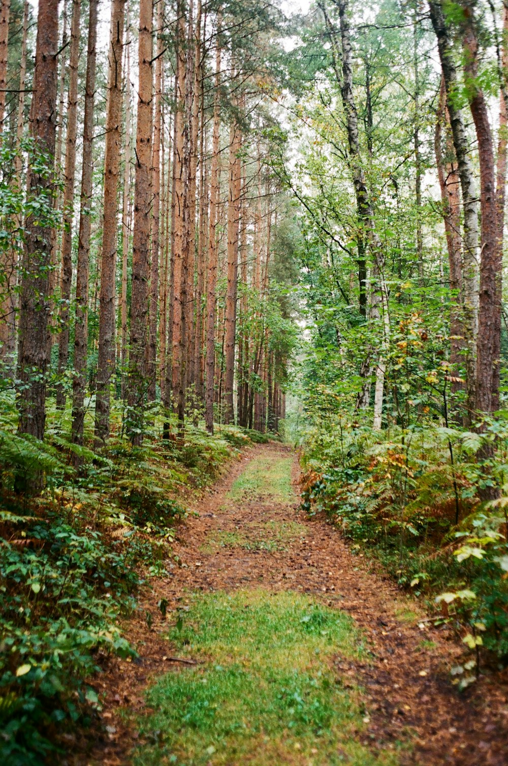 green trees on brown grass field during daytime