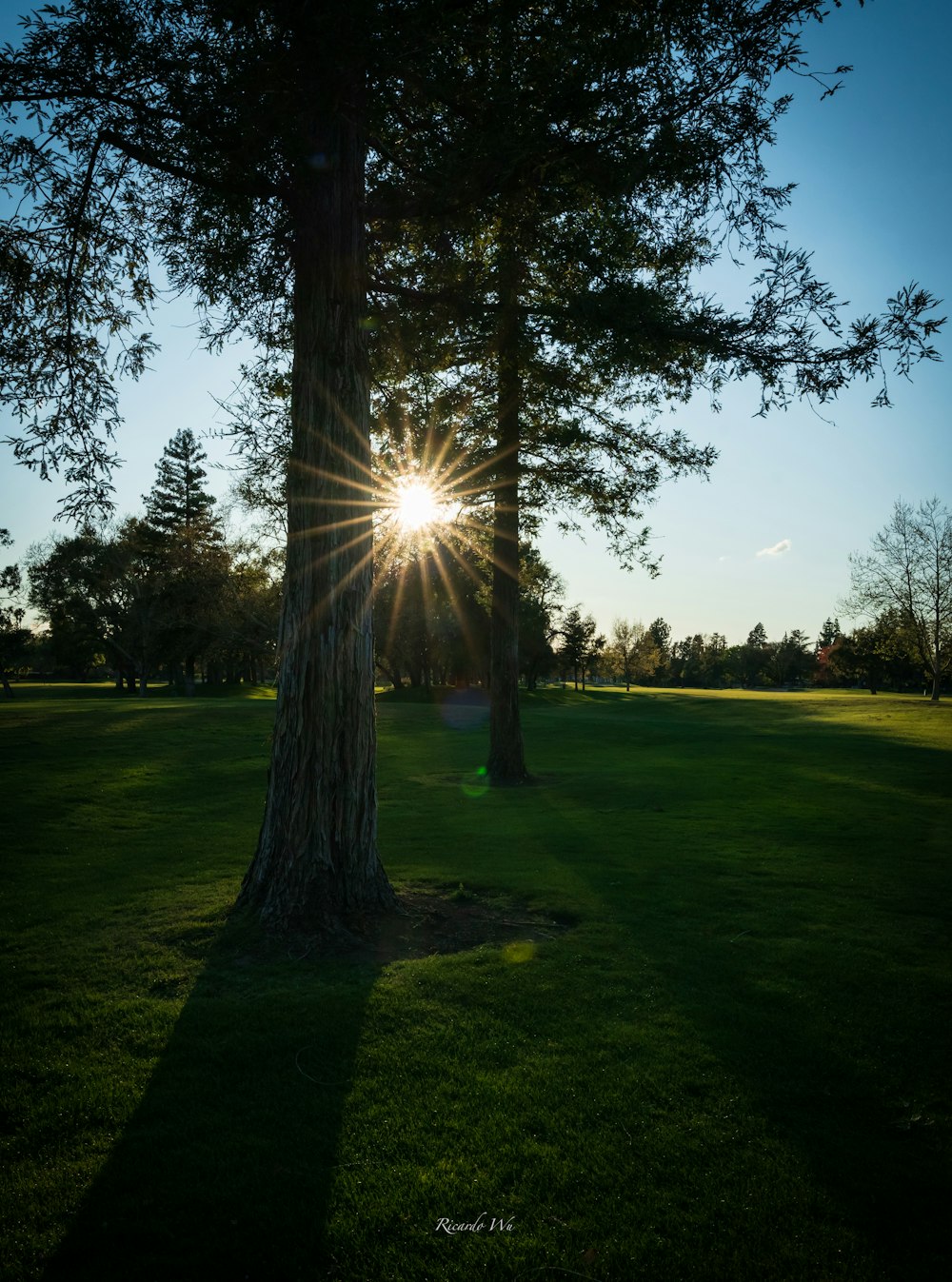 green grass field with trees during daytime