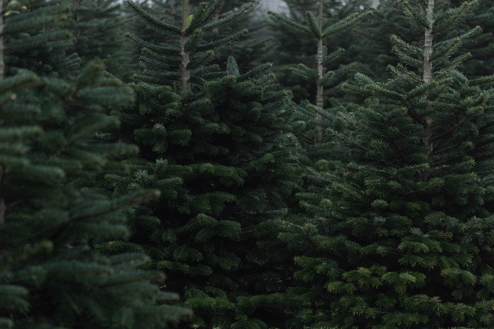 green pine trees during daytime