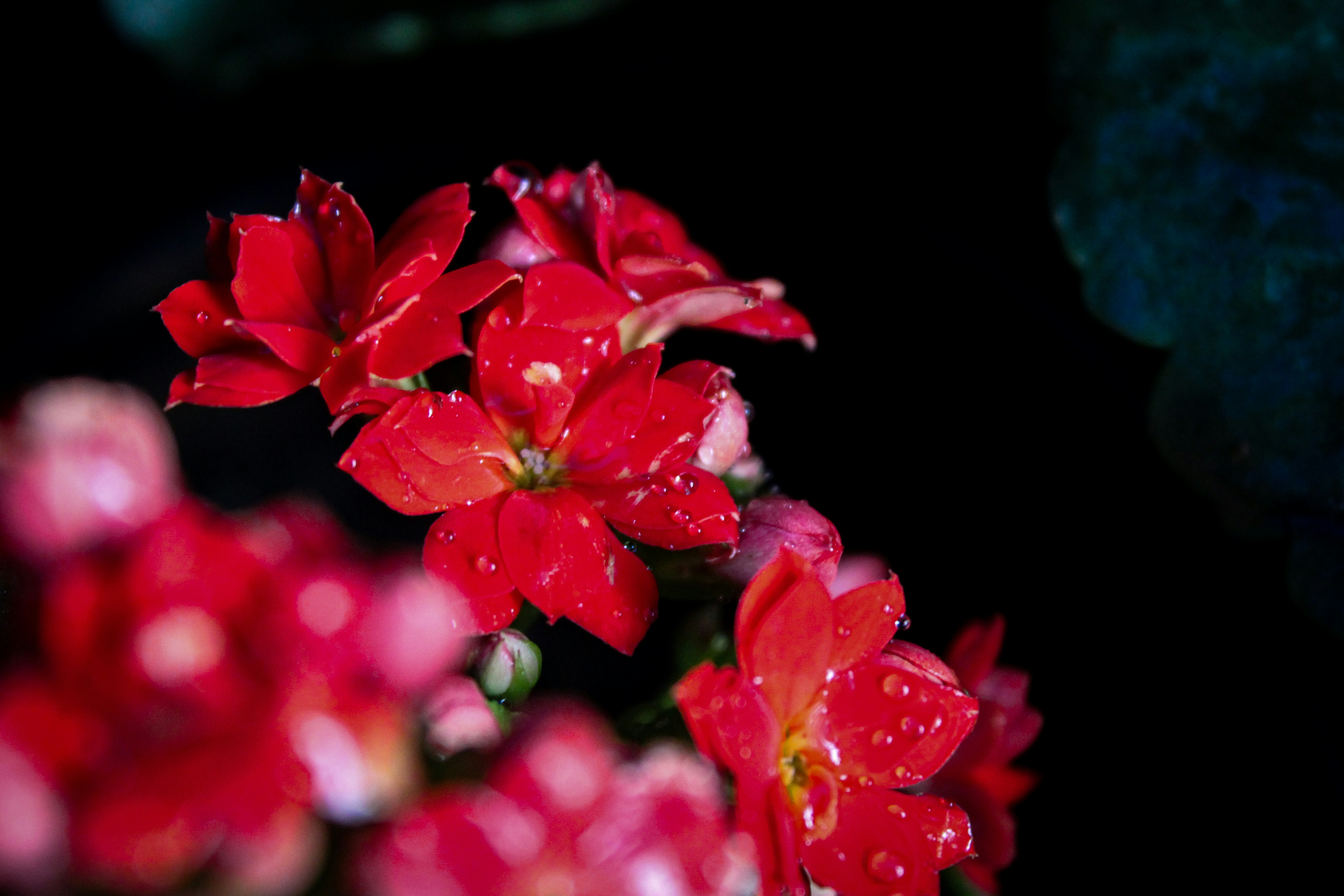 Photo by chief__parker