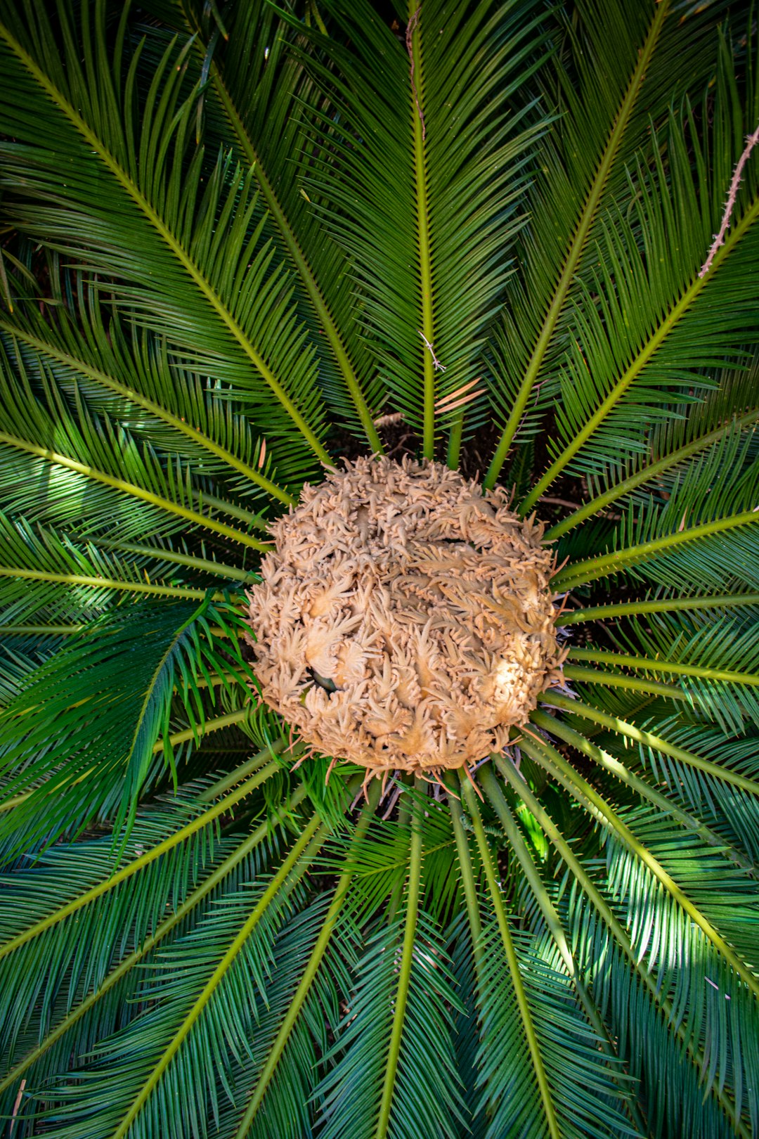 A sago palm tree in a small botanical garden. 