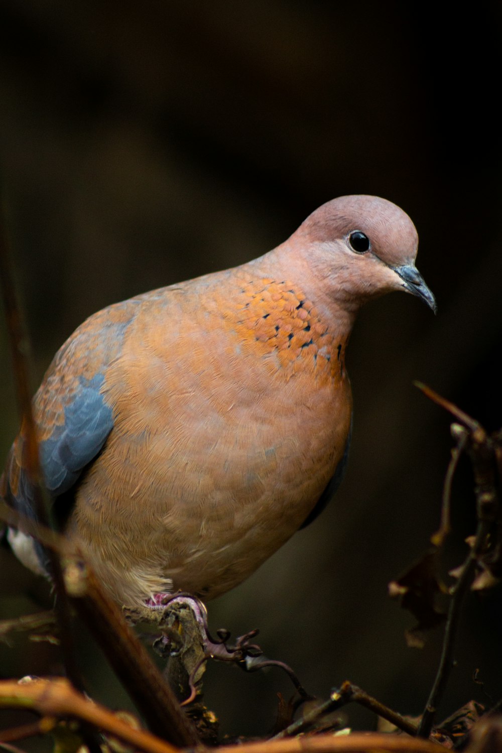 brown and gray bird on tree branch