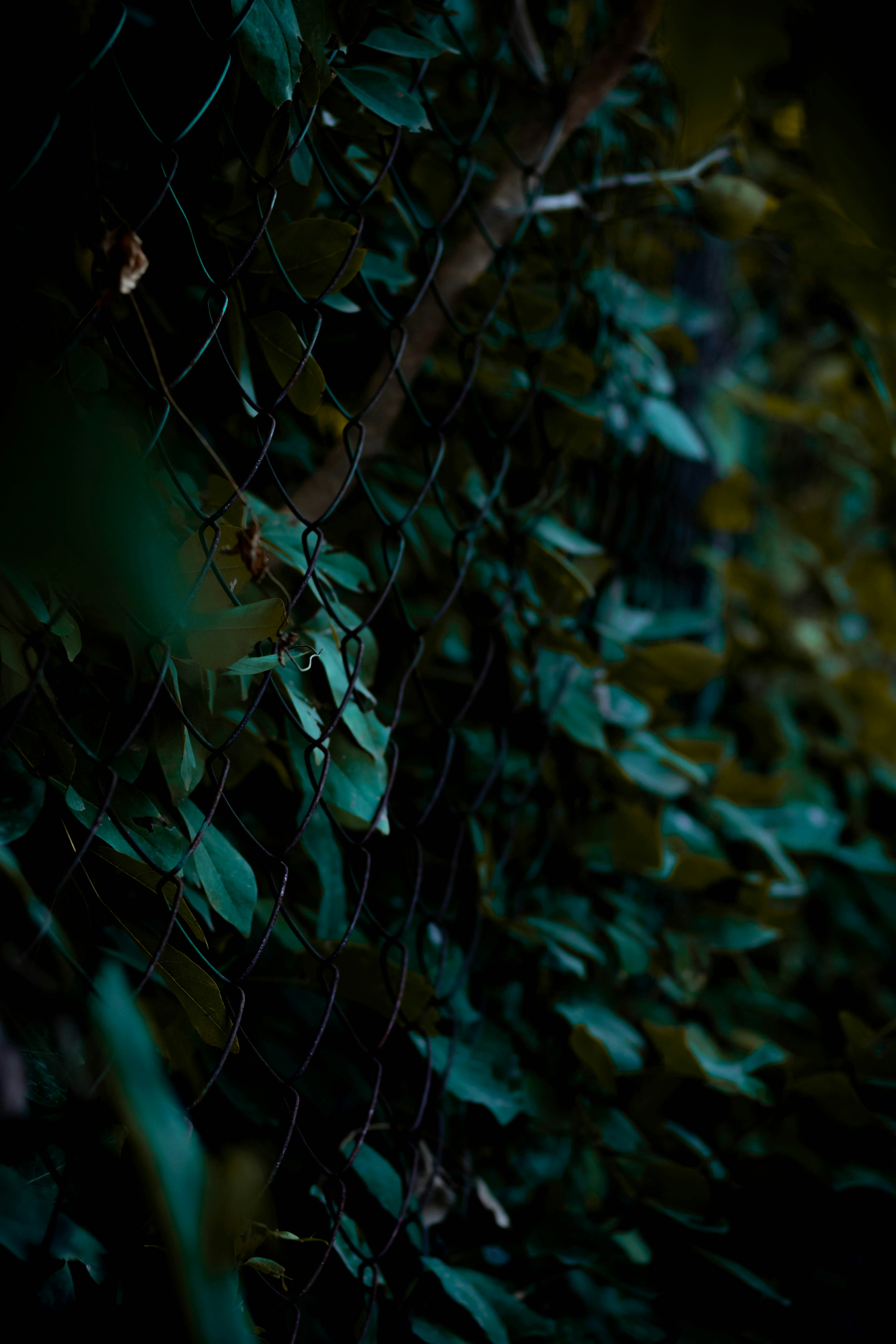 Photo by arvind_menon