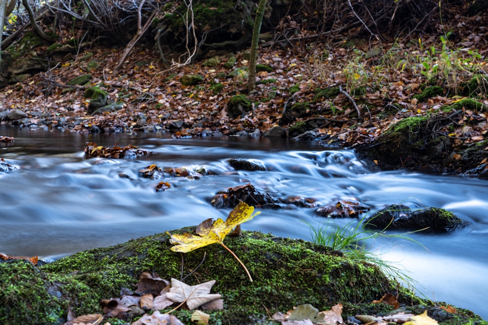 green moss on brown dried leaves on river