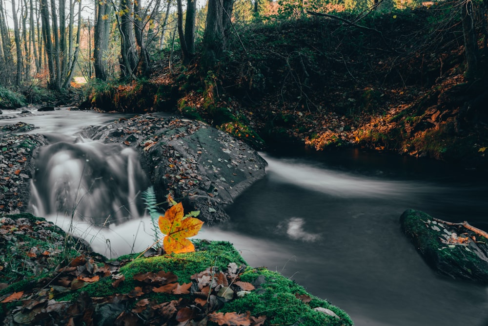 water falls in the middle of the forest