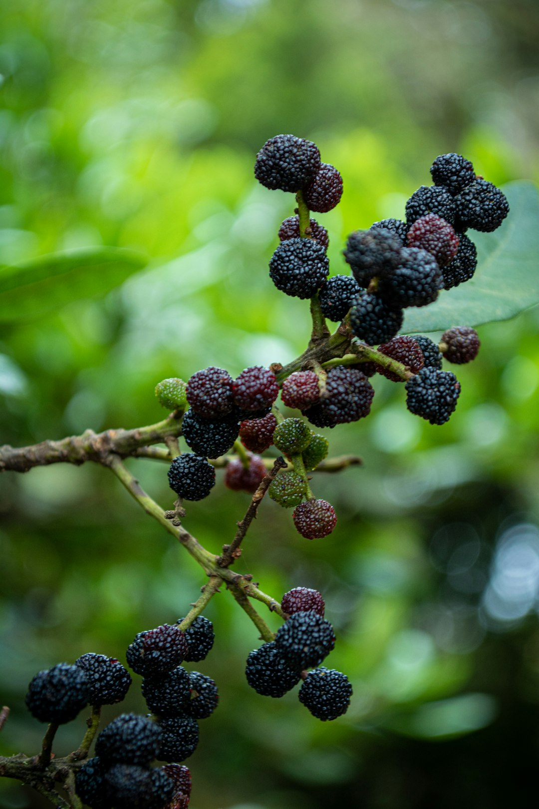 Waxberries in the forests of Tenerife.