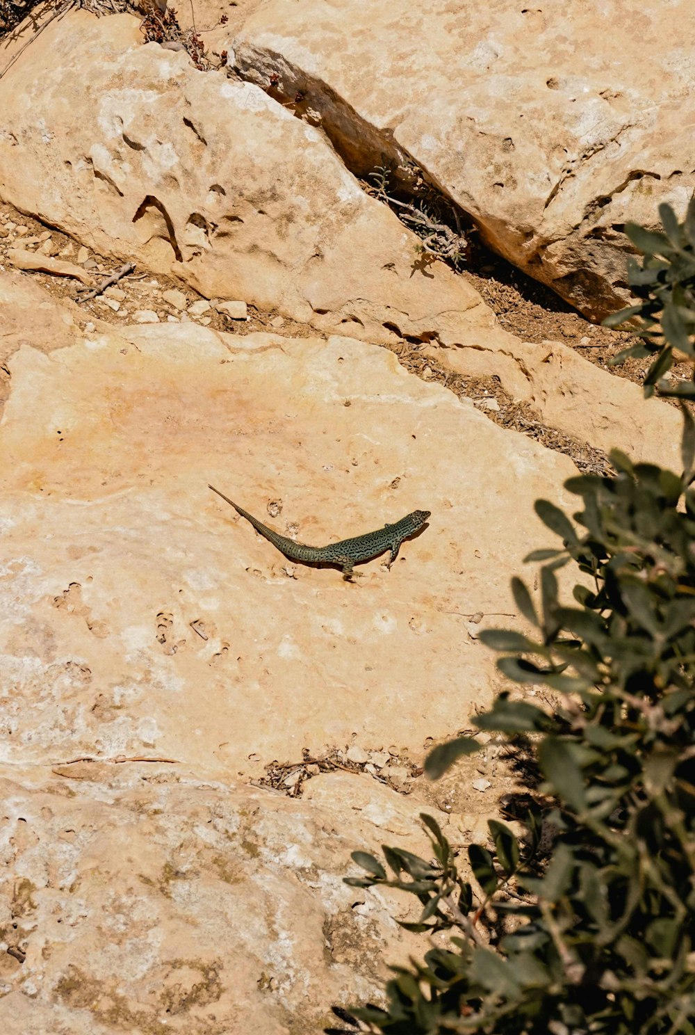 lagarto verde e preto na rocha marrom