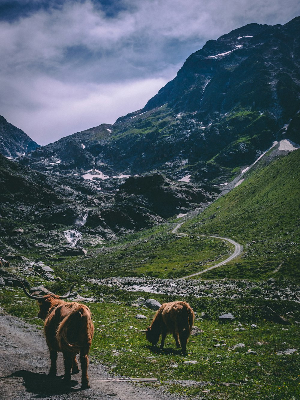 vache brune et noire sur la montagne rocheuse grise pendant la journée