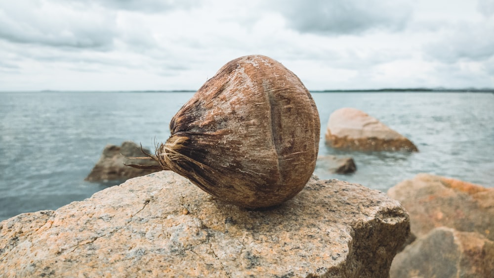 brown and gray rock on white sand during daytime