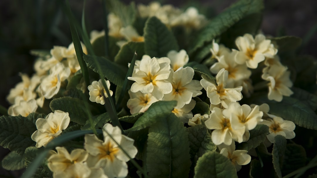 white flowers with green leaves