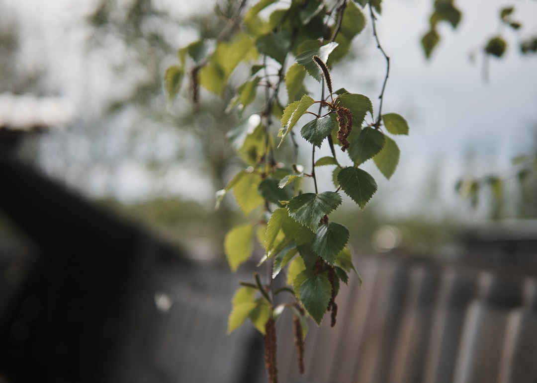 green leaves on brown wooden fence during daytime