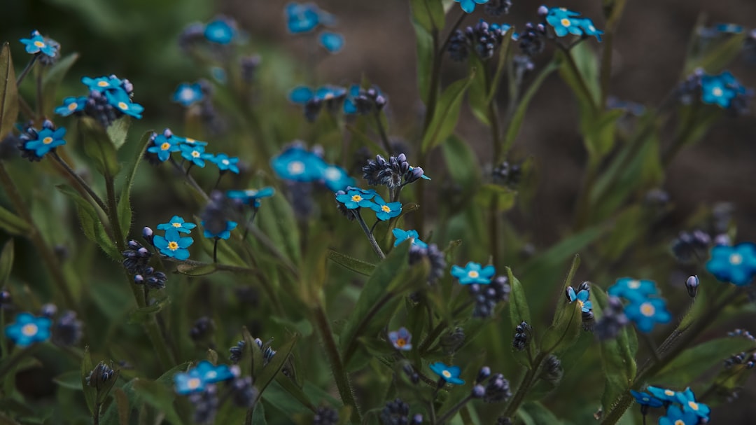 blue flowers with green leaves