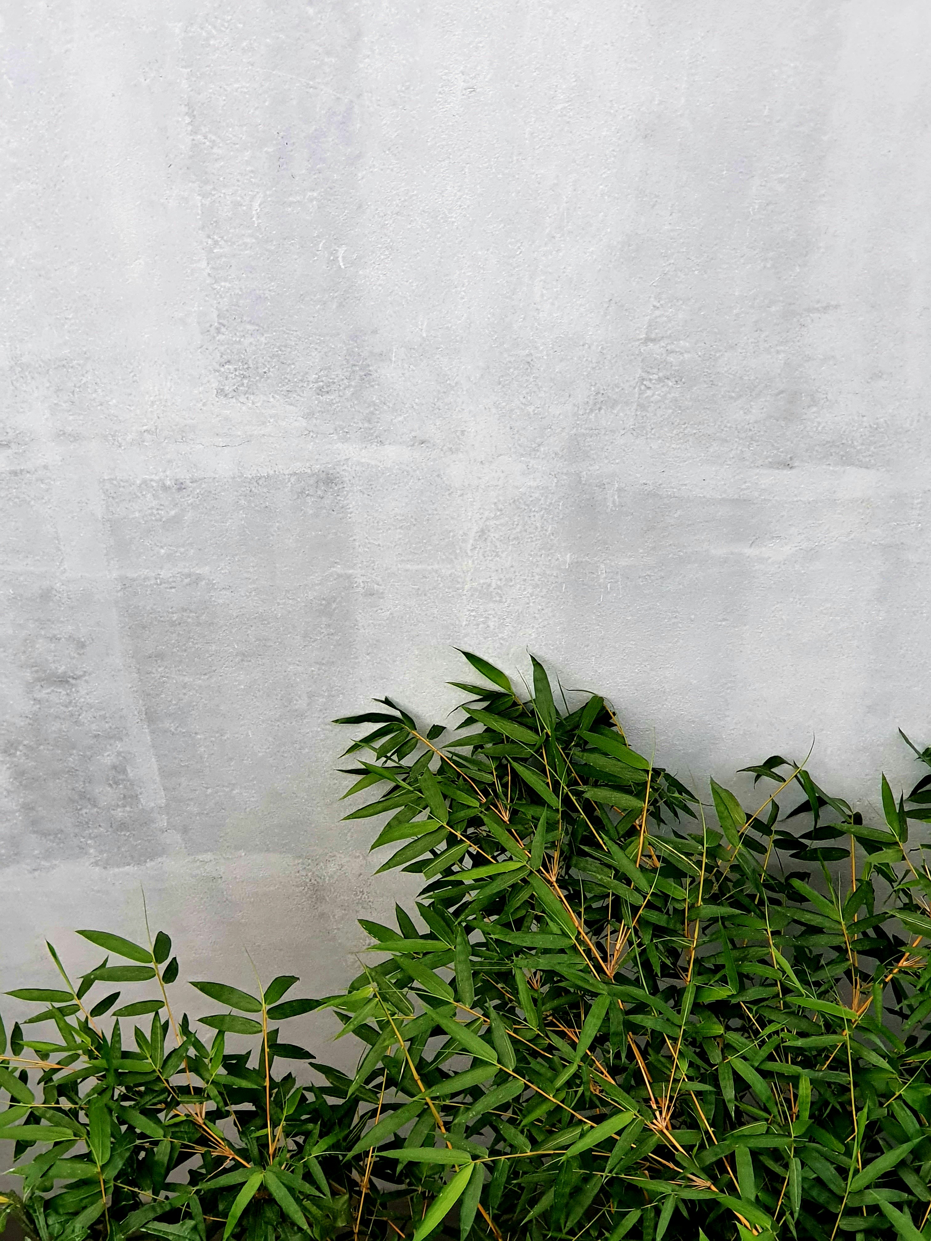 green plant beside white wall