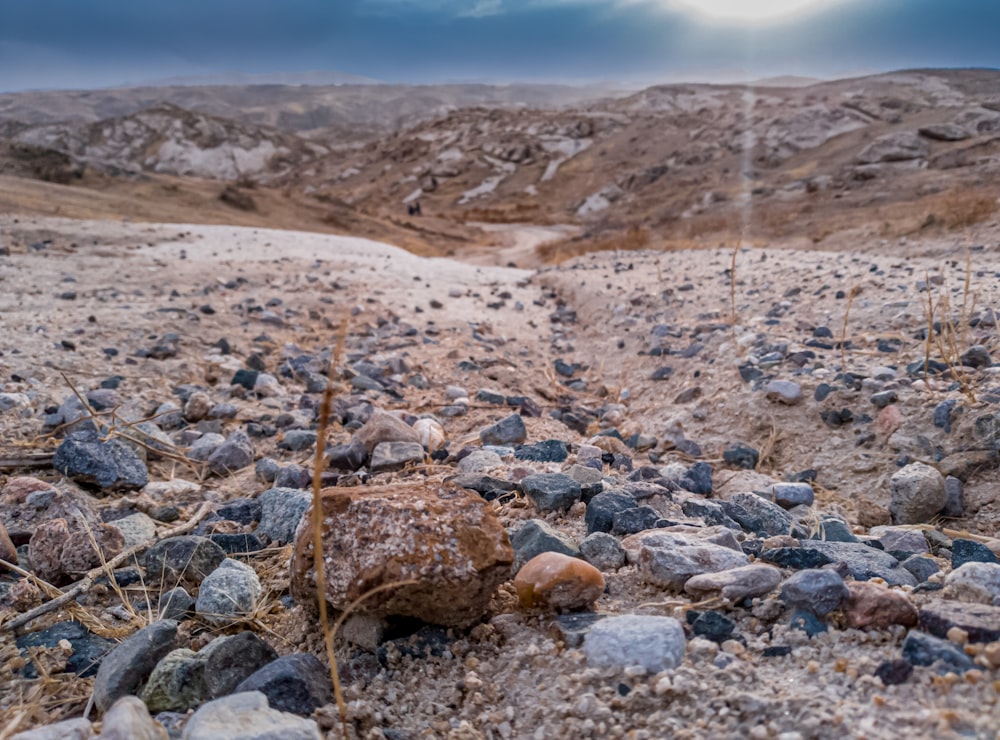 gray and brown rocks on brown field during daytime