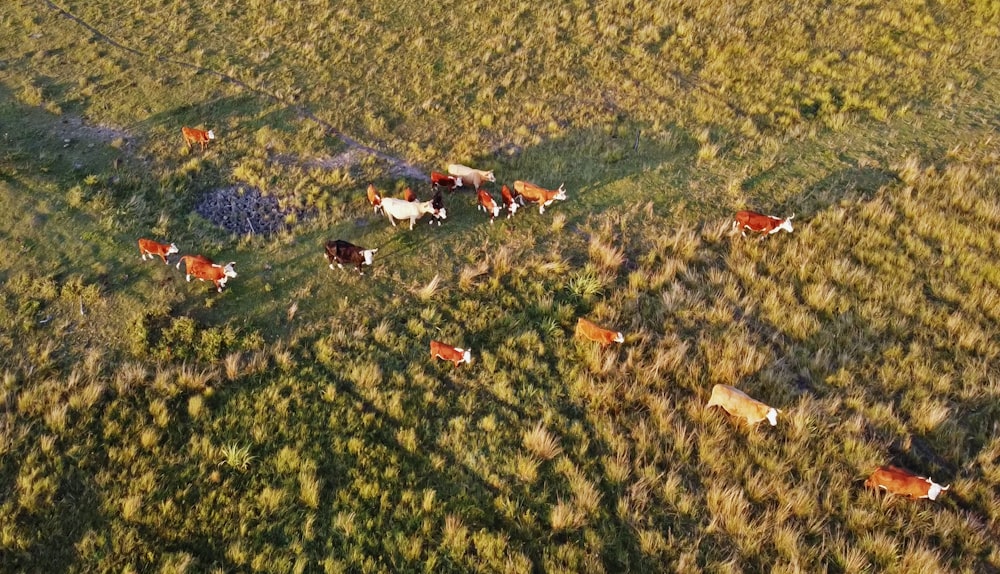 aerial view of people riding horses on green grass field during daytime