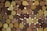 A close-up view of numerous wine corks arranged tightly together, displaying a variety of textures and shades of brown. The corks exhibit natural markings and color variations, and they appear to be stacked horizontally.