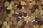 A close-up view of numerous wine corks arranged tightly together, displaying a variety of textures and shades of brown. The corks exhibit natural markings and color variations, and they appear to be stacked horizontally.