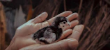 A farmer gently holding a freshly hatched chick in a rustic coop.