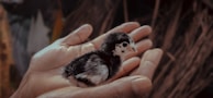 A close-up of a mother’s hands gently holding a baby chick on the farm.