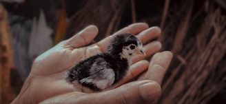 A farmer gently handling day-old chicks in a nurturing environment.