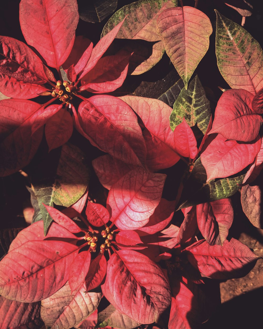 planta de hojas rojas y verdes