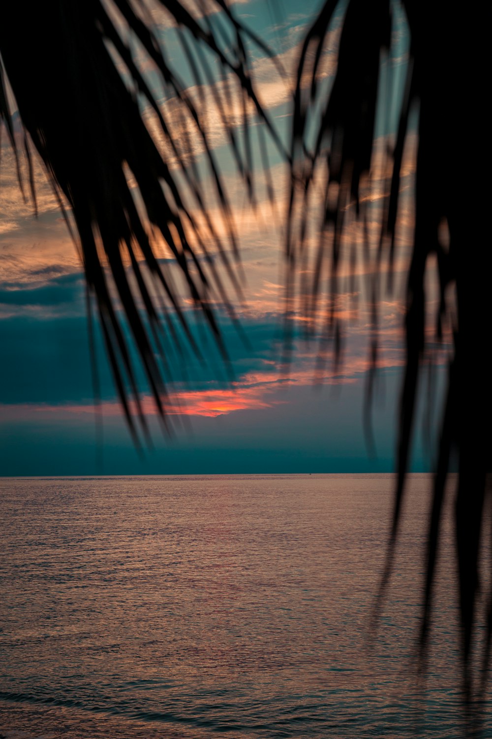 silhouette of palm tree during sunset