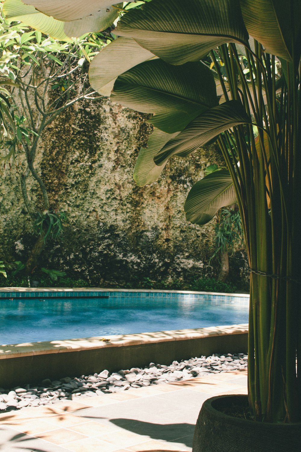 swimming pool near green trees during daytime