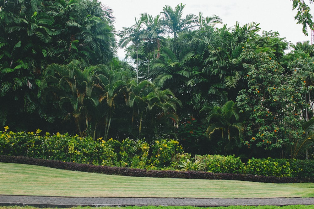 green trees near gray concrete pathway during daytime