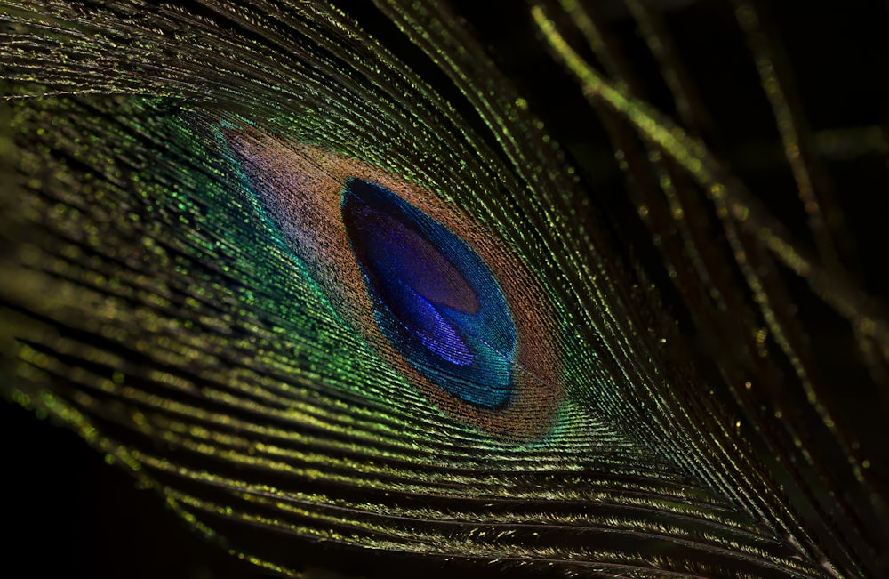 blue green and black peacock feather