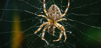 Spider Control Is The Most Common Pest Control Service by NE Region Pest Control