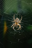 brown spider on spider web during daytime