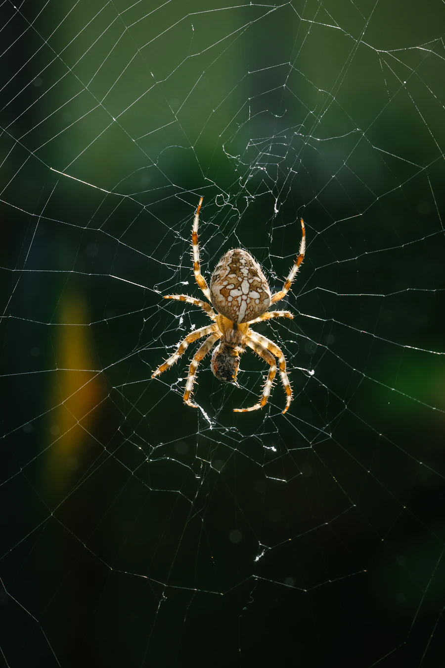 A spider on its web in natural daylight