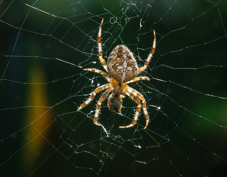 brown spider on spider web during daytime