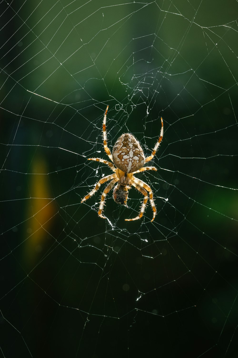 昼間の蜘蛛の巣の上の茶色の蜘蛛